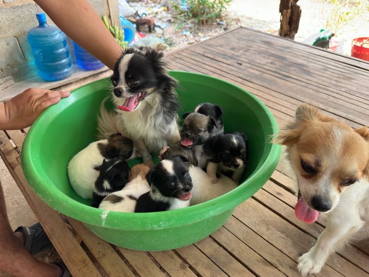 ขายชิวาวาขนยาวไซส์เล็ก  ผู้ 2  เมีย 6 อายุ 1 เดือน รูปที่ 15