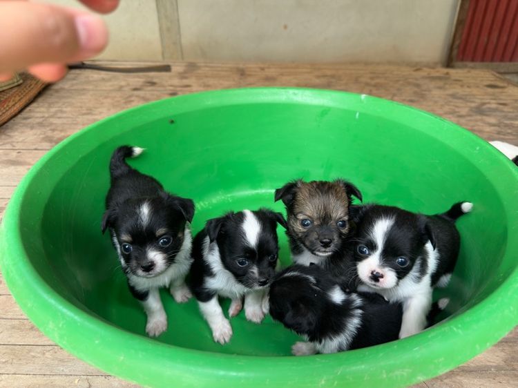 ขายชิวาวาขนยาวไซส์เล็ก  ผู้ 2  เมีย 6 อายุ 1 เดือน รูปที่ 8