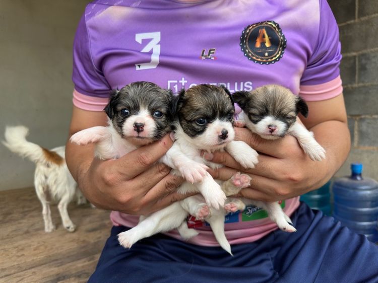 ขายชิวาวาขนยาวไซส์เล็ก  ผู้ 2  เมีย 6 อายุ 1 เดือน รูปที่ 12