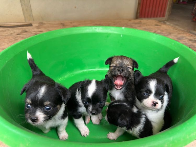 ขายชิวาวาขนยาวไซส์เล็ก  ผู้ 2  เมีย 6 อายุ 1 เดือน รูปที่ 10