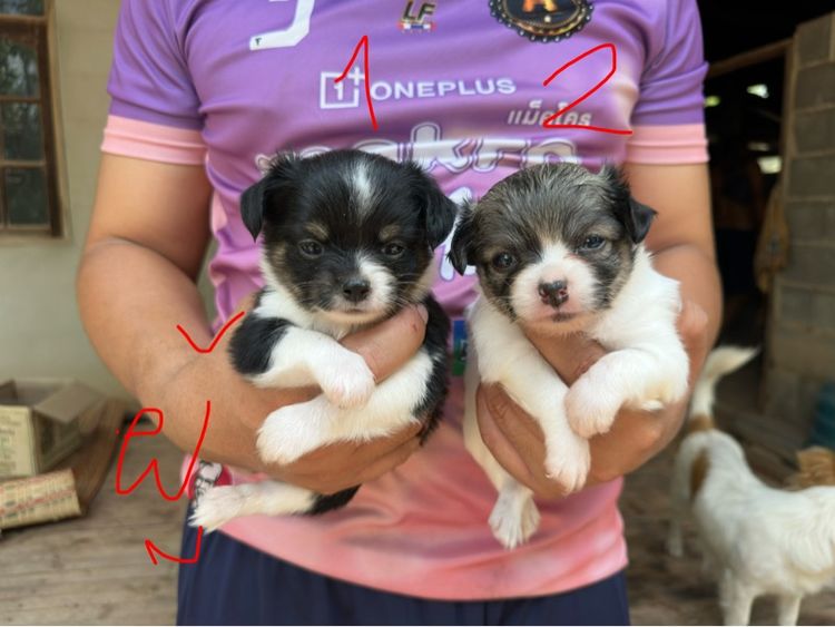 ขายชิวาวาขนยาวไซส์เล็ก  ผู้ 2  เมีย 6 อายุ 1 เดือน รูปที่ 16