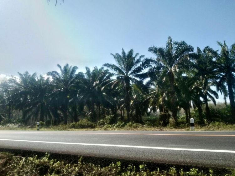 🏡✨ สวนปาล์มติดถนนลาดยาง ทำเลดี พร้อมสร้างรายได้ทันที