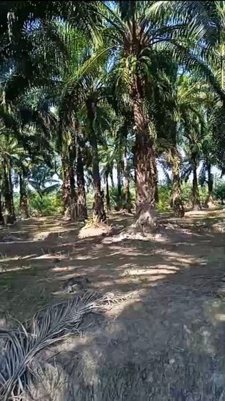 🏡✨ สวนปาล์มติดถนนลาดยาง ทำเลดี พร้อมสร้างรายได้ทันที รูปที่ 3