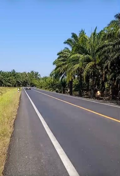 🏡✨ สวนปาล์มติดถนนลาดยาง ทำเลดี พร้อมสร้างรายได้ทันที รูปที่ 2