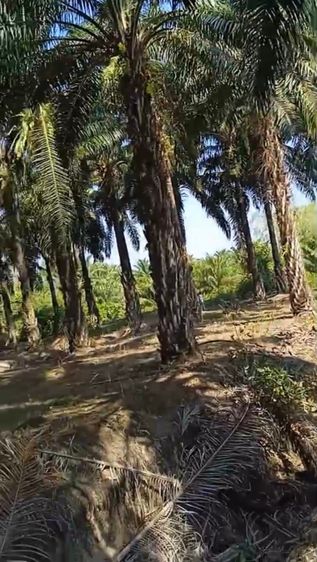 🏡✨ สวนปาล์มติดถนนลาดยาง ทำเลดี พร้อมสร้างรายได้ทันที รูปที่ 4