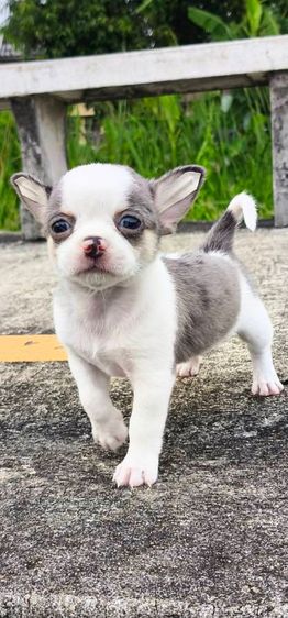 สุนัข รูปที่ 3