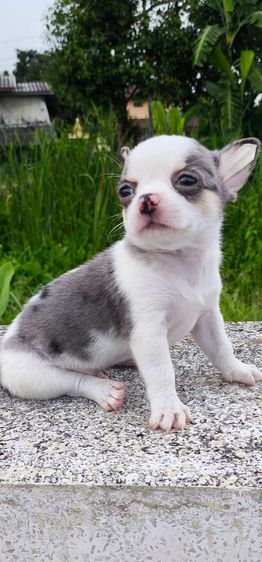 สุนัข รูปที่ 4