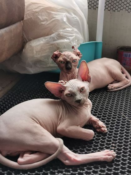 แมวสฟิงซ์​พร้อมย้ายบ้านค่ะ​สุขภาพ​แข็งแรง​เข้าห้องน้ำเป็นทุกตัวจ้าฉลาดขี้ดล่นแสนซน​จะปล่อยคอกนี้คอกสุดท้ายแล้วจ้าราคาแบ่งขายเบาๆ​สนใจไลน์ค่ะ รูปที่ 4