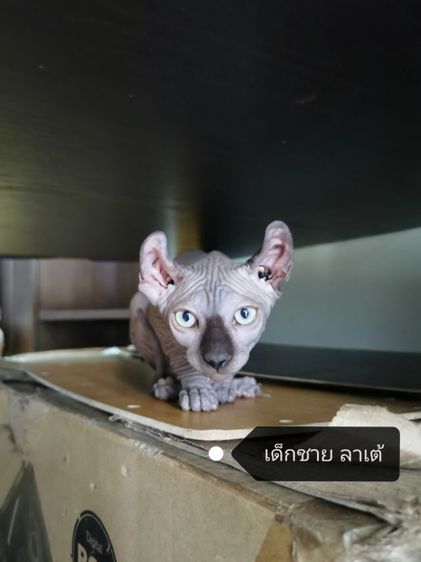 แมวสฟิงซ์​พร้อมย้ายบ้านค่ะ​สุขภาพ​แข็งแรง​เข้าห้องน้ำเป็นทุกตัวจ้าฉลาดขี้ดล่นแสนซน​จะปล่อยคอกนี้คอกสุดท้ายแล้วจ้าราคาแบ่งขายเบาๆ​สนใจไลน์ค่ะ รูปที่ 5