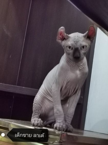 แมวสฟิงซ์​พร้อมย้ายบ้านค่ะ​สุขภาพ​แข็งแรง​เข้าห้องน้ำเป็นทุกตัวจ้าฉลาดขี้ดล่นแสนซน​จะปล่อยคอกนี้คอกสุดท้ายแล้วจ้าราคาแบ่งขายเบาๆ​สนใจไลน์ค่ะ รูปที่ 3