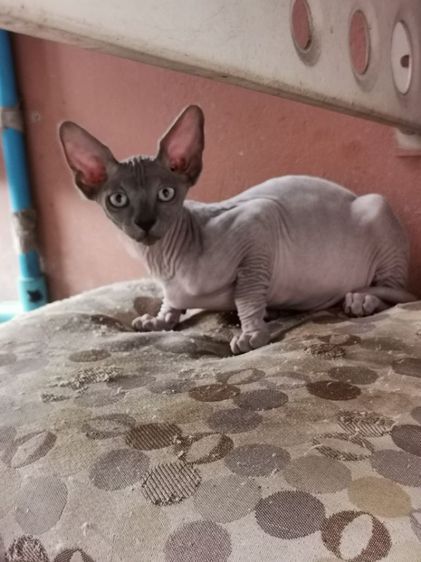สฟิงซ์ (Sphynx) แมวสฟิงซ์​พร้อมย้ายบ้านค่ะ​สุขภาพ​แข็งแรง​เข้าห้องน้ำเป็นทุกตัวจ้าฉลาดขี้ดล่นแสนซน​จะปล่อยคอกนี้คอกสุดท้ายแล้วจ้าราคาแบ่งขายเบาๆ​สนใจไลน์ค่ะ