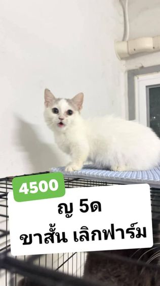 มันช์กิ้น (Munchkin) แมว