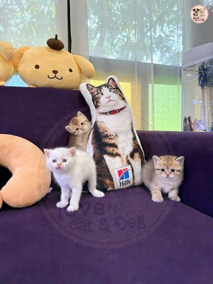 บริติช ชอร์ตแฮร์ รูปที่ 4