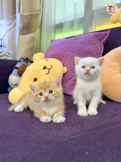 บริติช ชอร์ตแฮร์ รูปที่ 5