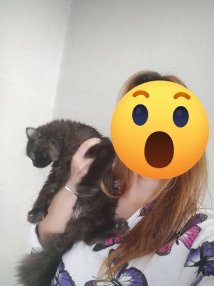 เปอร์เซียอเมริกันเคริบ รูปที่ 3