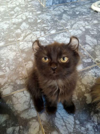 เปอร์เซียอเมริกันเคริบ