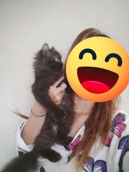 เปอร์เซียอเมริกันเคริบ รูปที่ 2