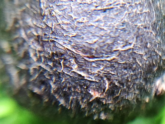 (ครั่งเหลือร้าย) ลูกอมเครื่องรางเนื้อครั่ง เนื้อแห้งเก่าชัดเจนครับ รูปที่ 5