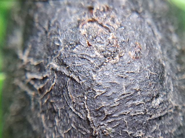 (ครั่งเหลือร้าย) ลูกอมเครื่องรางเนื้อครั่ง เนื้อแห้งเก่าชัดเจนครับ รูปที่ 6