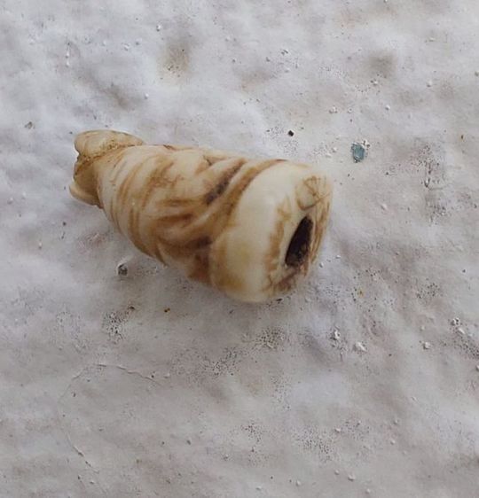 เขี้ยวแกะ รูปที่ 6