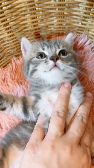 เด็กหญิงสก็อตติช แท้ ขนสั้น รูปที่ 2