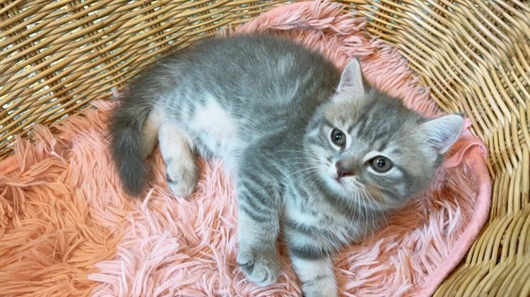 สก็อตติช โฟลด์ (Scottish Fold) เด็กหญิงสก็อตติช แท้ ขนสั้น