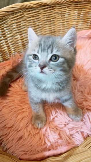 เด็กหญิงสก็อตติช แท้ ขนสั้น รูปที่ 4