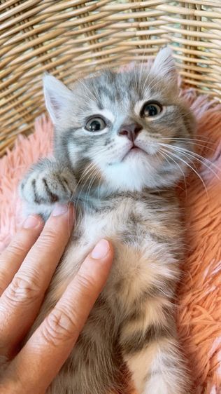 เด็กหญิงสก็อตติช แท้ ขนสั้น รูปที่ 3