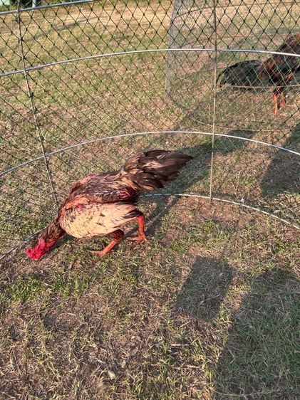 ไก่ชนเยียร์ รูปที่ 2