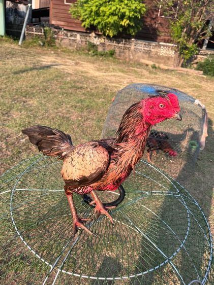 ไก่ชนเยียร์