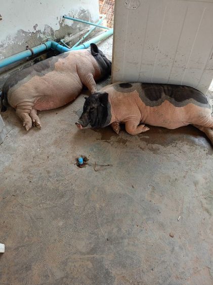 หมูด่างแคระ2ตัว ตัวผู้กับตัวเมีย อายุ5เดือน