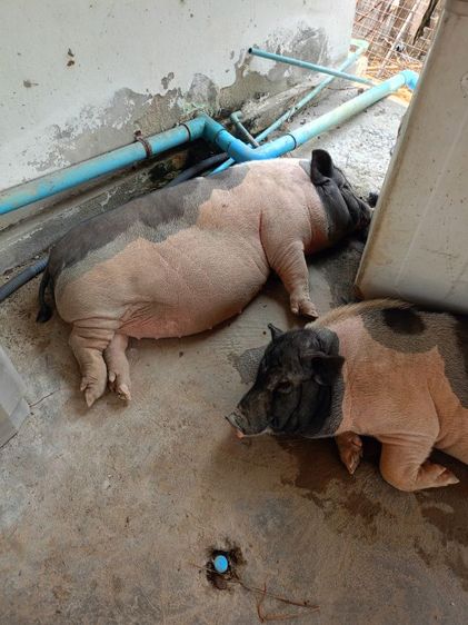 หมูด่างแคระ2ตัว ตัวผู้กับตัวเมีย อายุ5เดือน รูปที่ 3