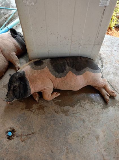 หมูด่างแคระ2ตัว ตัวผู้กับตัวเมีย อายุ5เดือน รูปที่ 2