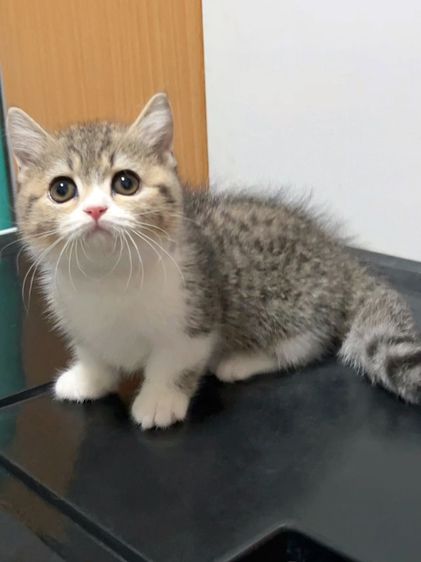 มันช์กิ้น (Munchkin) แมวมันช์กิ้นขาสั้นๆ