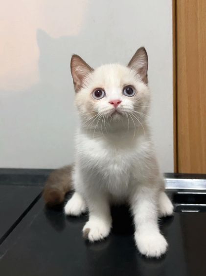 แมวมันช์กิ้นขาสั้นๆ รูปที่ 15