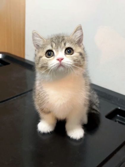 แมวมันช์กิ้นขาสั้นๆ รูปที่ 7