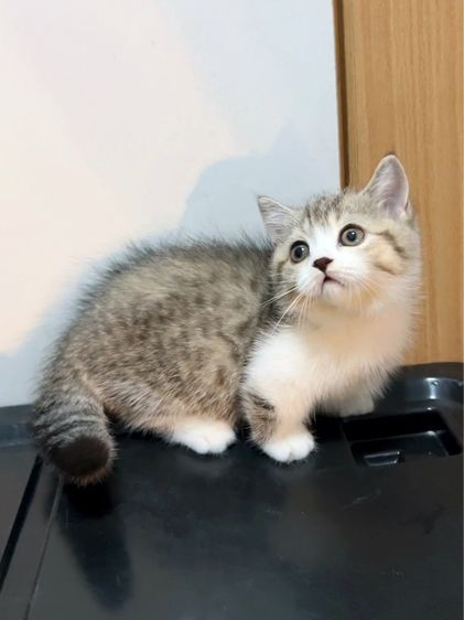 แมวมันช์กิ้นขาสั้นๆ รูปที่ 10