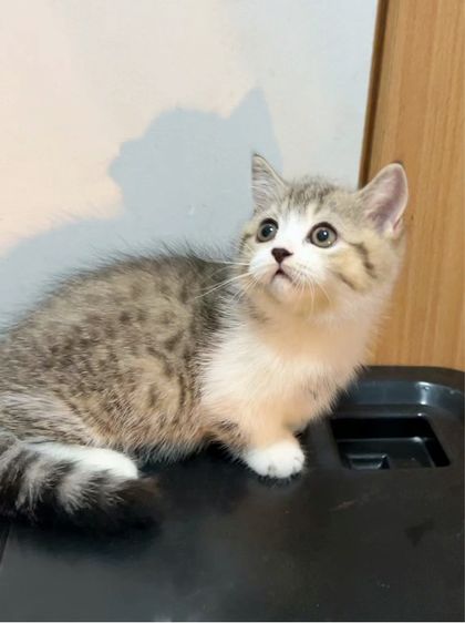 แมวมันช์กิ้นขาสั้นๆ รูปที่ 9