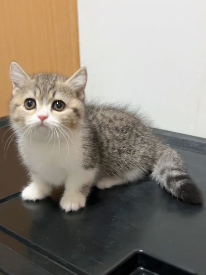 แมวมันช์กิ้นขาสั้นๆ รูปที่ 2