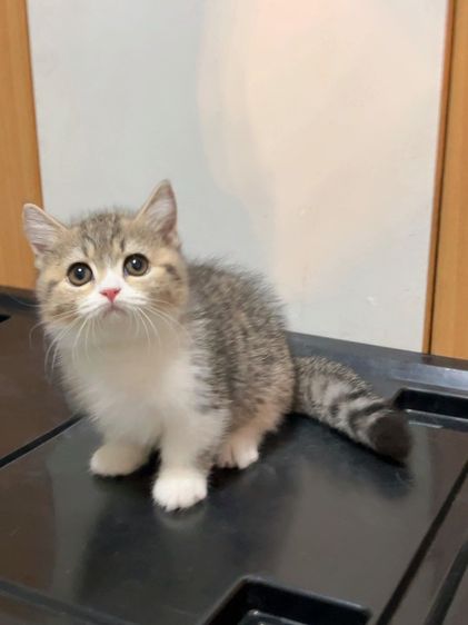 แมวมันช์กิ้นขาสั้นๆ รูปที่ 4