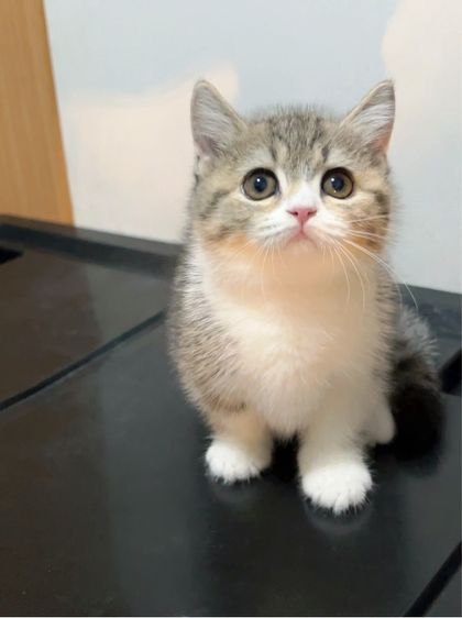 แมวมันช์กิ้นขาสั้นๆ รูปที่ 8