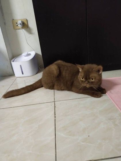 แม่พันธุ์สก๊อตติสโฟ รูปที่ 7