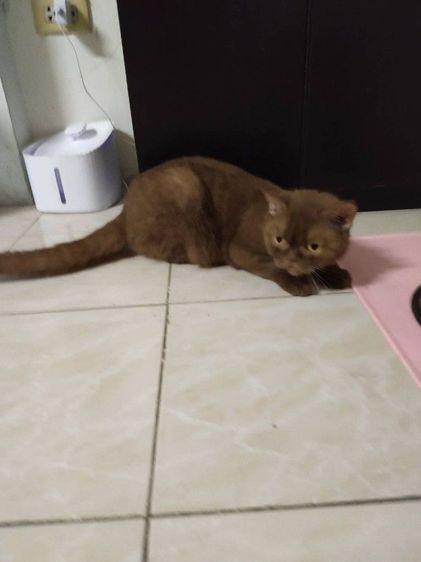 แม่พันธุ์สก๊อตติสโฟ รูปที่ 2