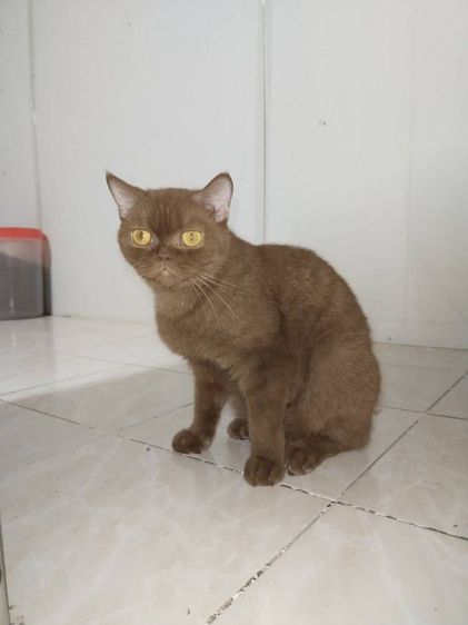 แม่พันธุ์สก๊อตติสโฟ รูปที่ 4