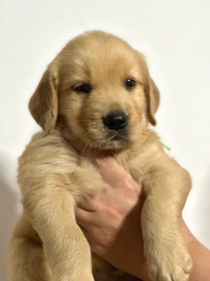 โกลเด้นแท้ ฟอร์มสวย รูปที่ 2