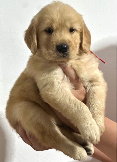 โกลเด้นแท้ ฟอร์มสวย รูปที่ 3