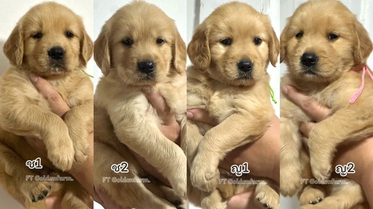 โกลเด้นแท้ ฟอร์มสวย