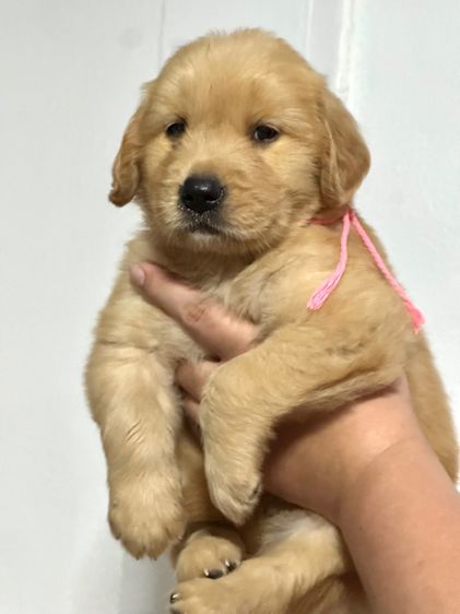 โกลเด้นแท้ ฟอร์มสวย รูปที่ 5