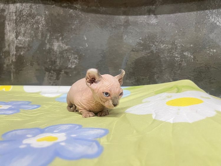 สฟิงซ์ รูปที่ 6