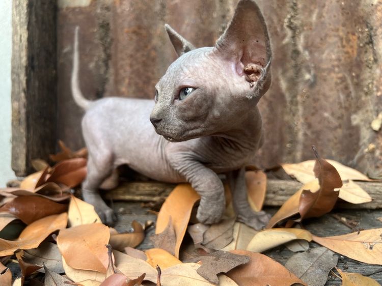 สฟิงซ์ รูปที่ 9